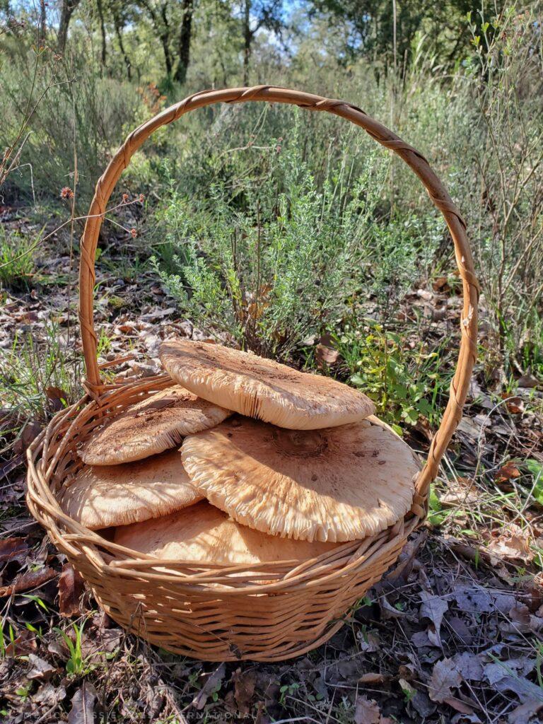 wicker basket on ground. Basket is full of large raw mushrooms