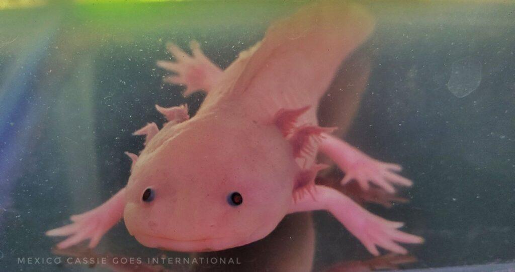 pink axolotl looking right at the camera with its little black eyes