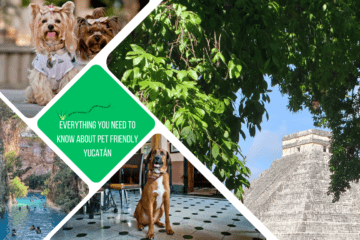 green text box: everything you need to know about pet friendly yucatán. 4 photos - 1 of chichen itza pyramid behind trees, 1 of dog sitting in restaurant, 1 of people swimming in open cenote, 1 of 2 small dogs in dog clothes