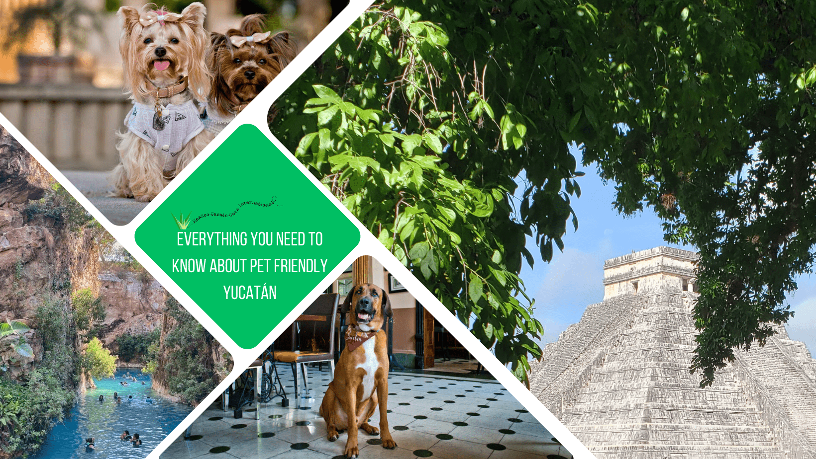 green text box: everything you need to know about pet friendly yucatán. 4 photos - 1 of chichen itza pyramid behind trees, 1 of dog sitting in restaurant, 1 of people swimming in open cenote, 1 of 2 small dogs in dog clothes