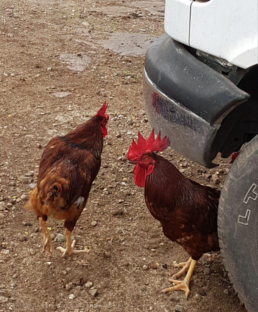 2 chickens under front wheel of white car (can only see a little of the car)