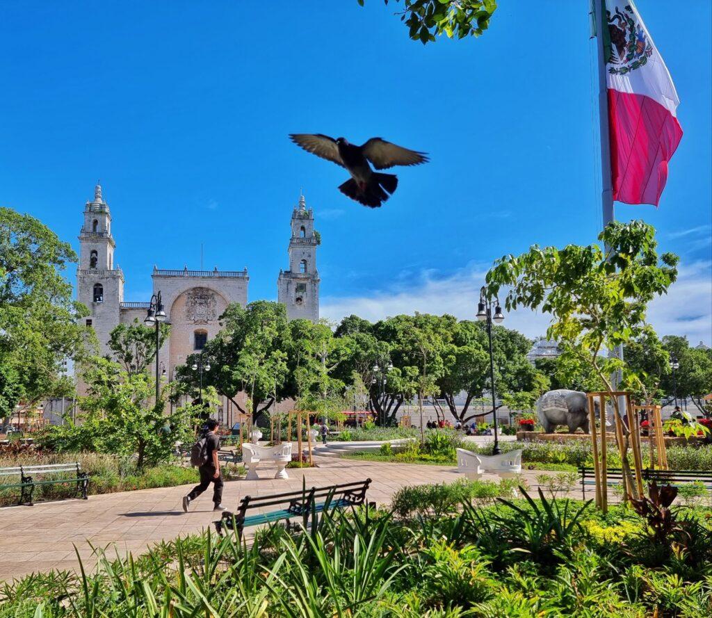 view of Mérida's plaza - plants, people, flag, cathedral in background and a pigeon photobombing