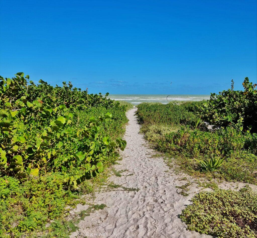 sand path leading to beach - greenery on both sides, v blue sky