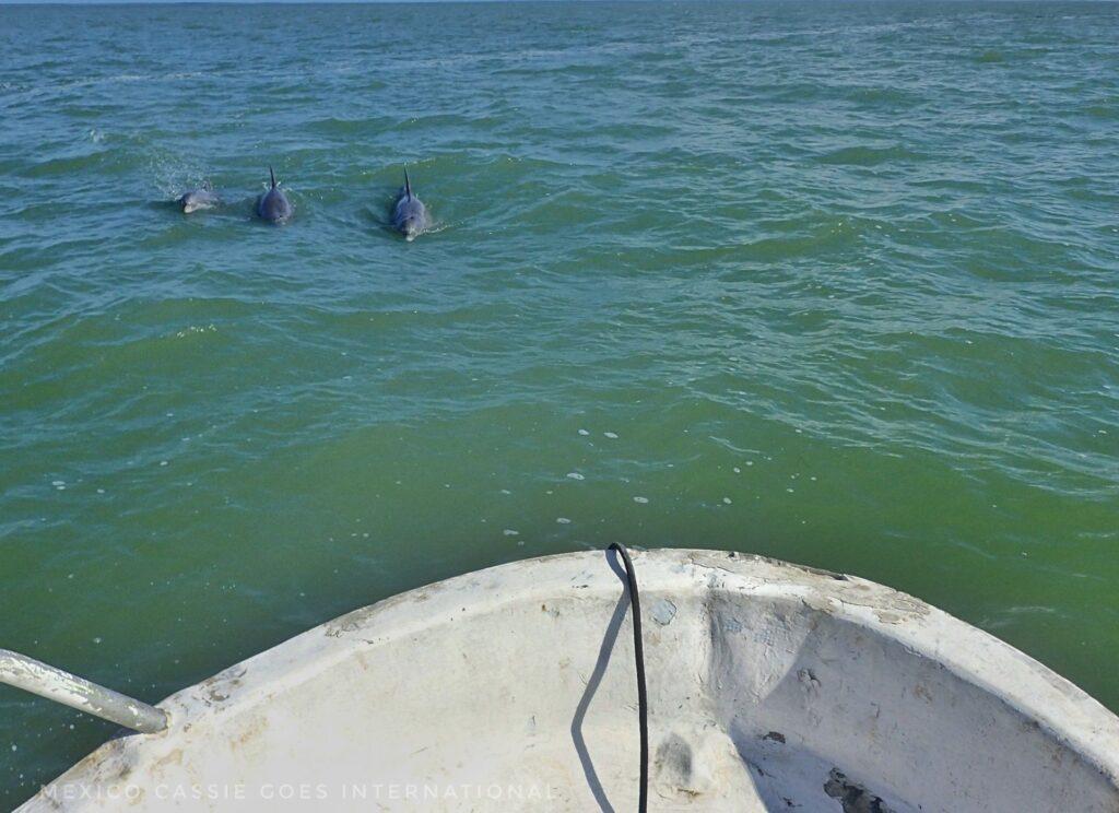 3 dolphins in very green sea water by front of small white boat