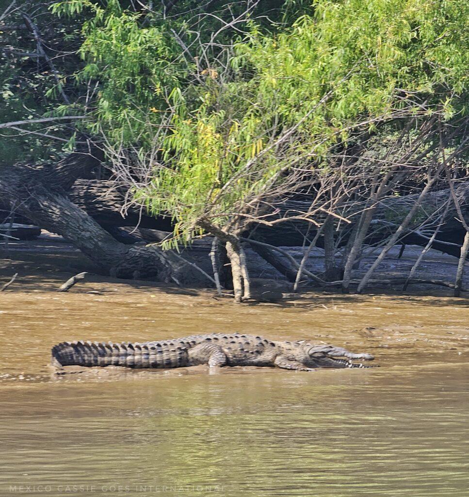 crocodile on bank of calm river, green trees in background