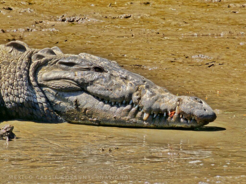 crocodile head with leg of bird hanging out of its mouth