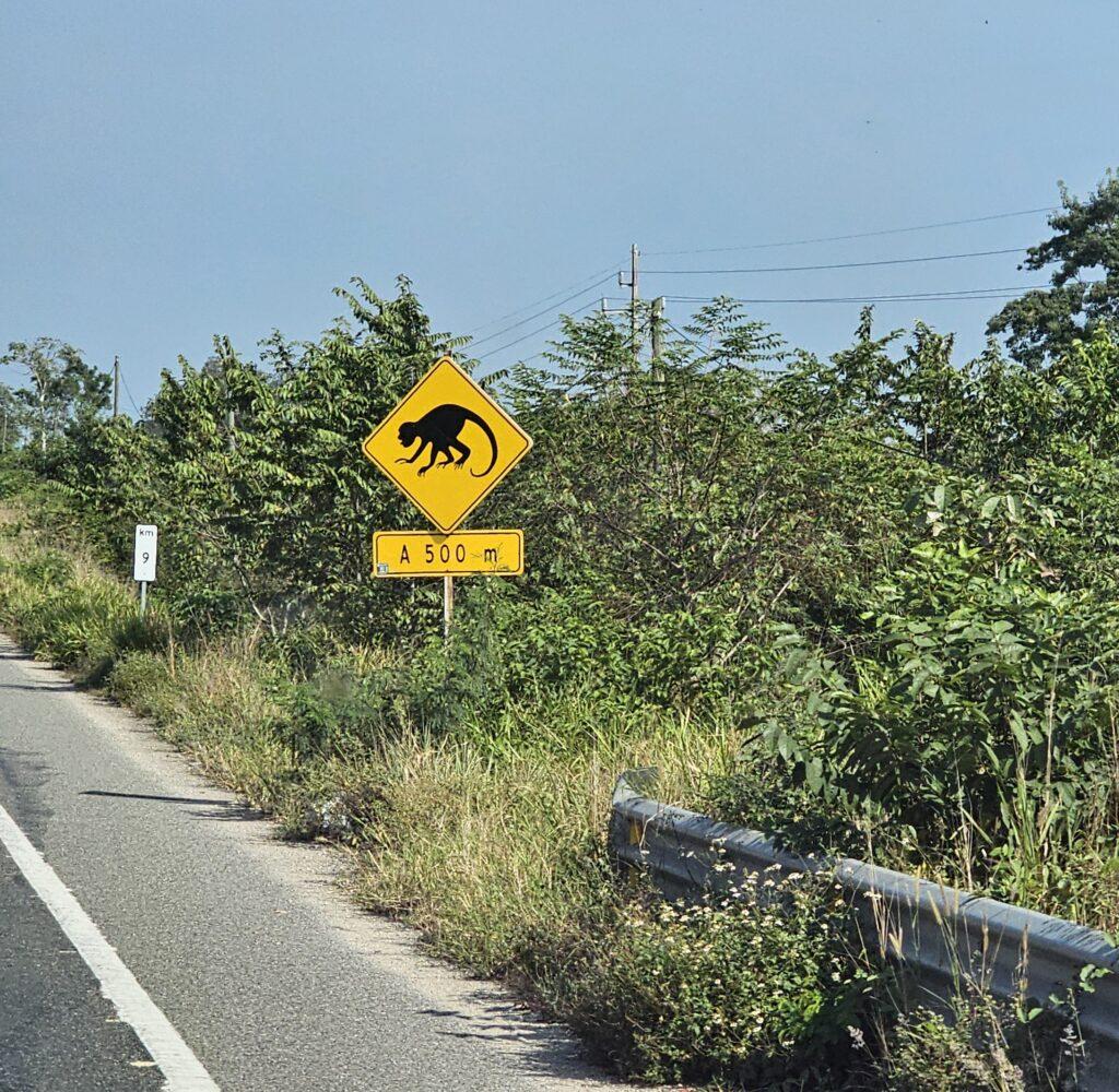 yellow sign on side of the road warning of monkeys, trees around sign