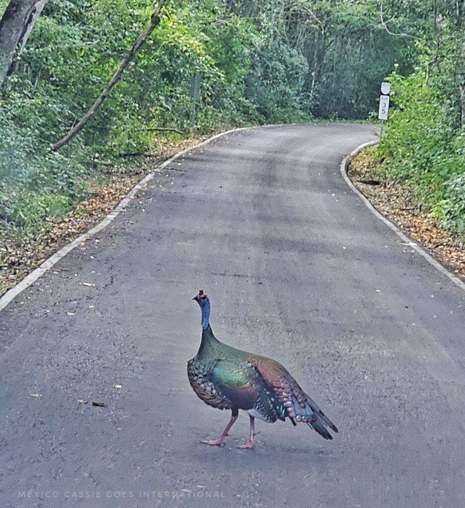 ocellated turkey walking across and empty road