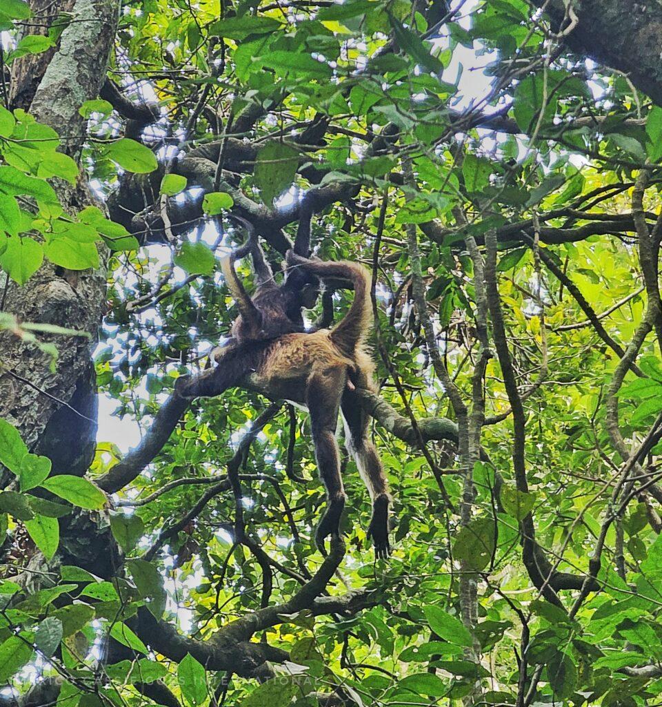 monkey hanging out in tree