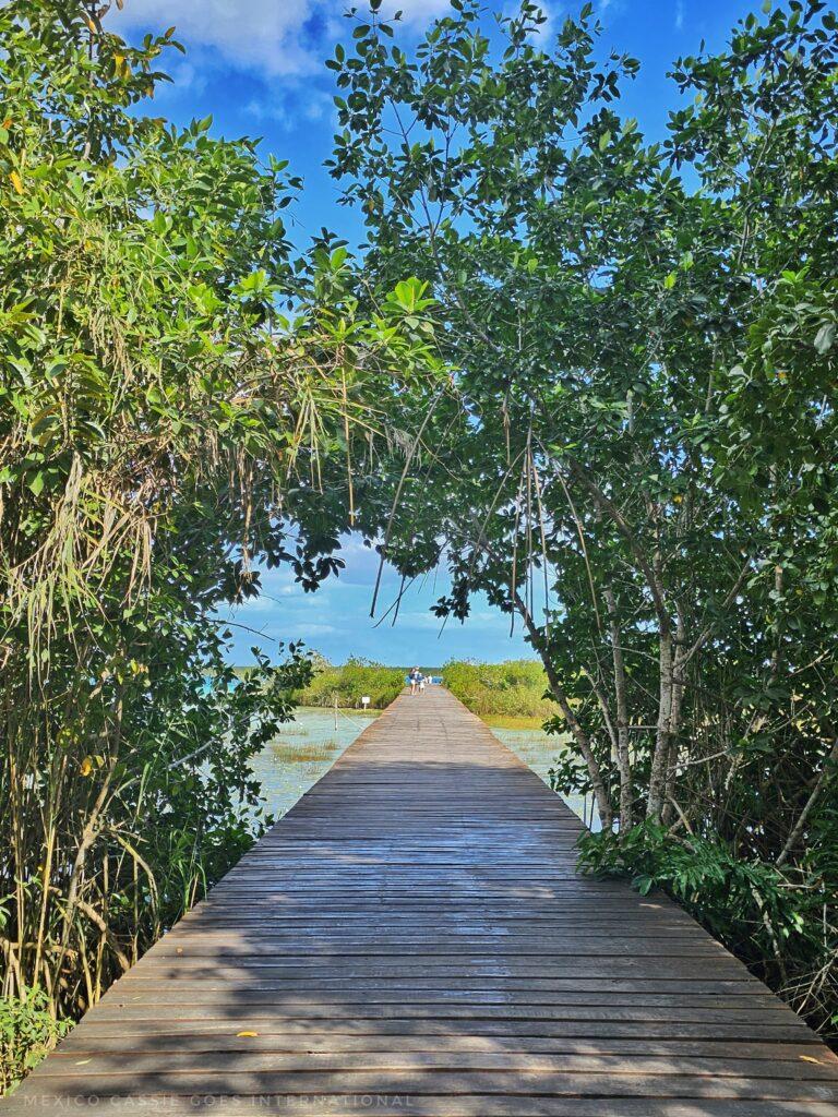 wooden pier out into water that you can just see as trees surround the walkway