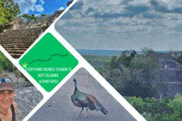 green text box: everything you need to know to visit calakmul & other sites. 4 photos, 2 of pyramids, 1 of colourful bird and one of cass on a pyramid