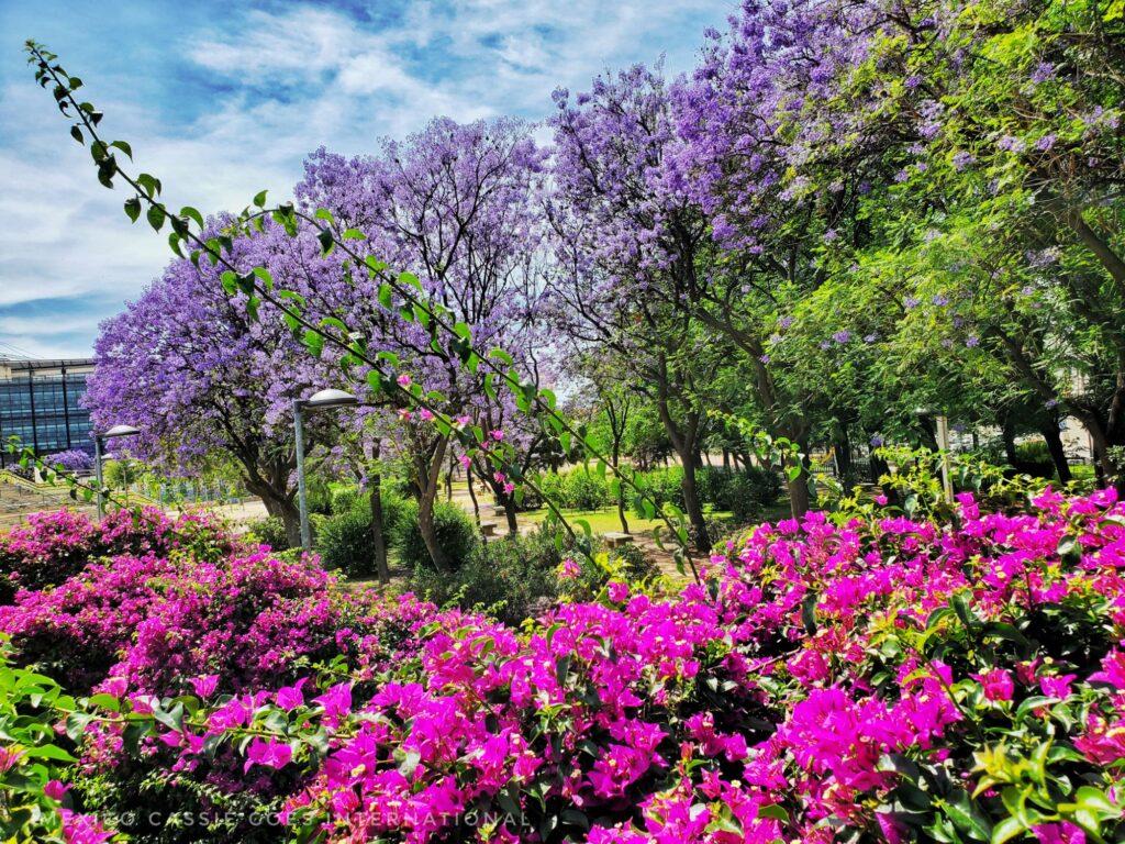 purple jacaranda flowers, pink bougenvilia flowers