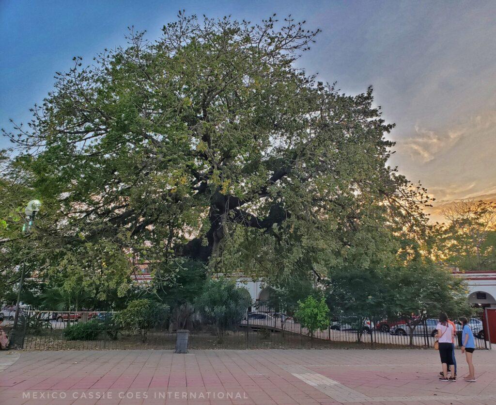 large tree on a plaza at dusk