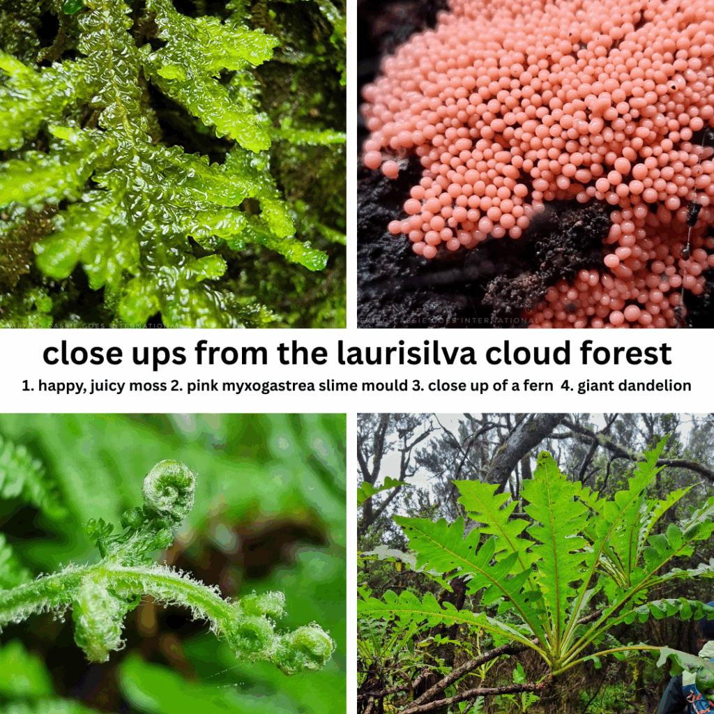 4 photos from the cloud forest - close up of soaking wet moss, pink blob slime, close up of a rolled up fern and a giant dandelion