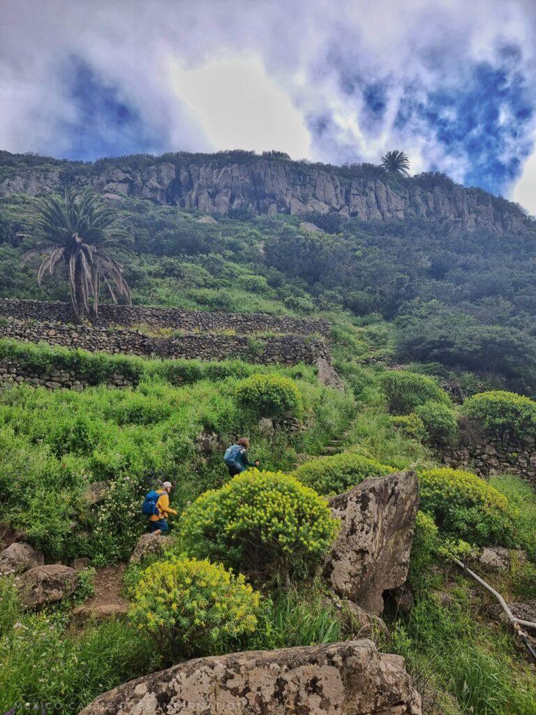people hiking in distance, palm trees, rocks, trees 