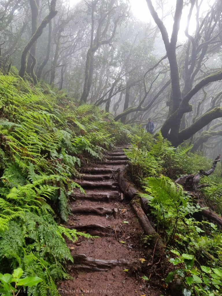 steps up in a cloudy path, green ferns on either side