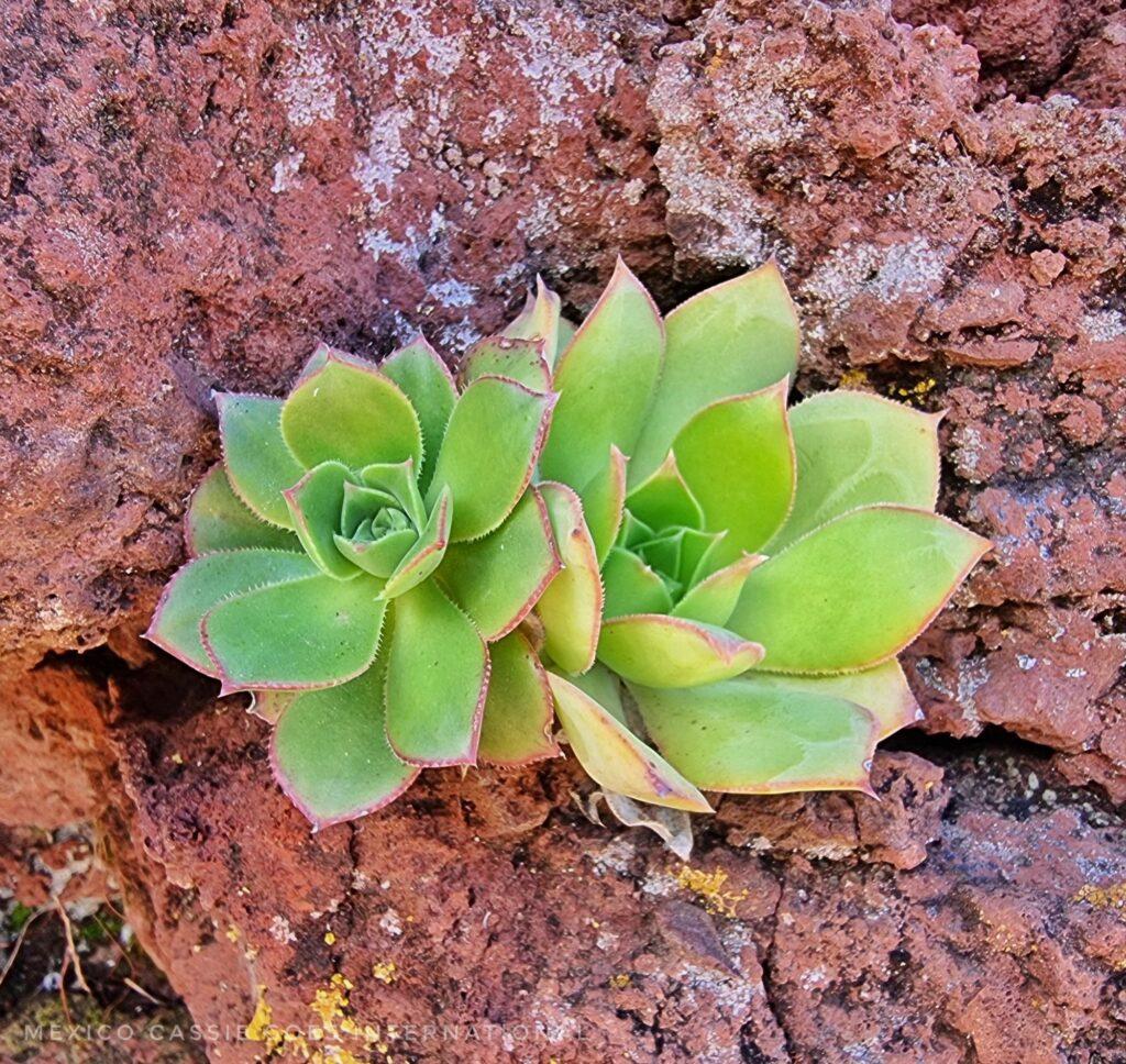 close up of 2 small green succulents nestled in the rock