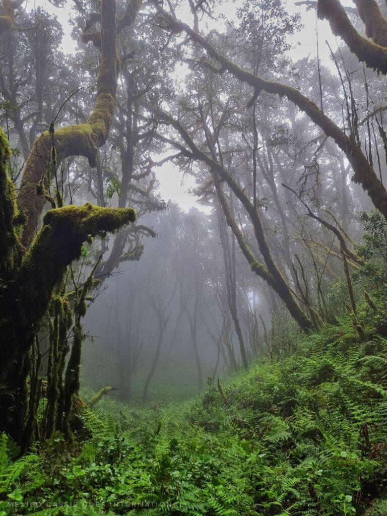misty forest with trees around the sides and ferns in middle