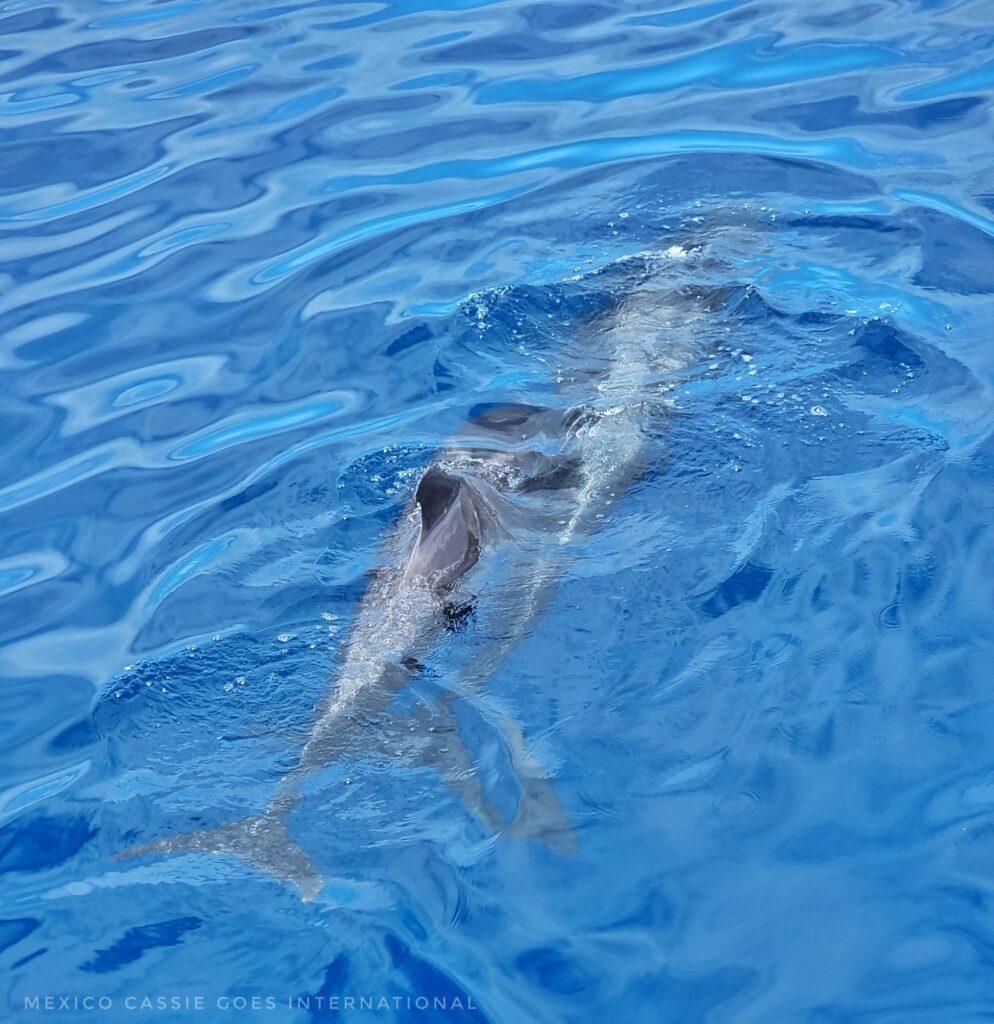 2 pilot whales in the water