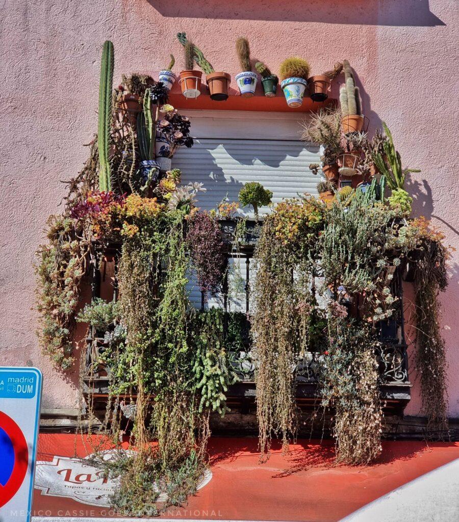 window surrounded by cacti