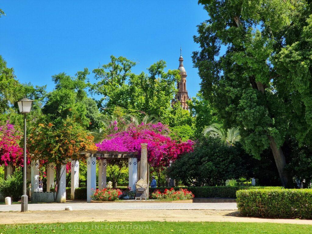 maria luisa park in spring - pink bougonvilla, green trees, tower of plaza de españa in background