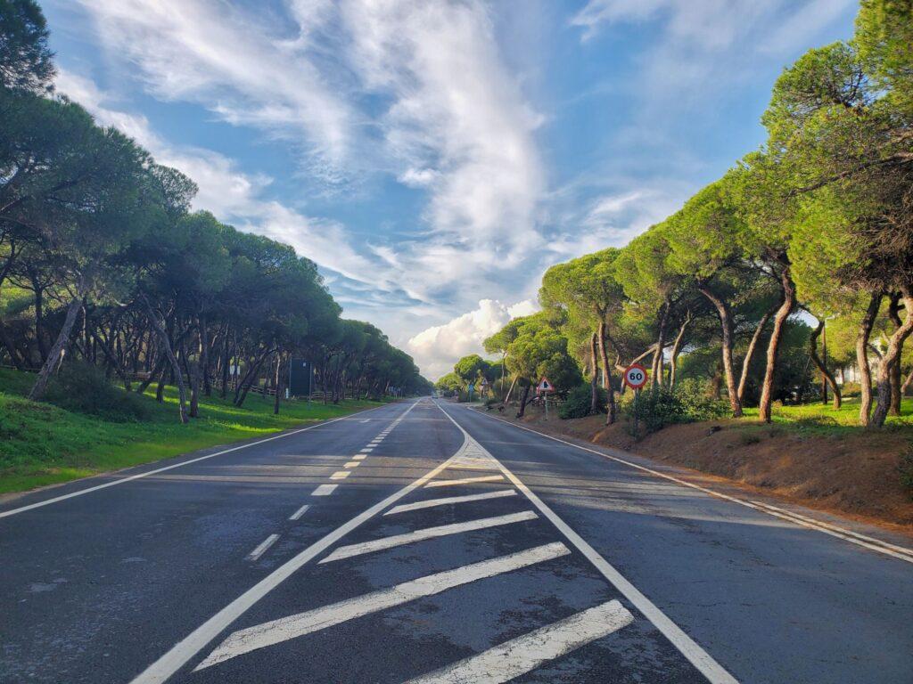 empty road with famous spanish pines on either side
