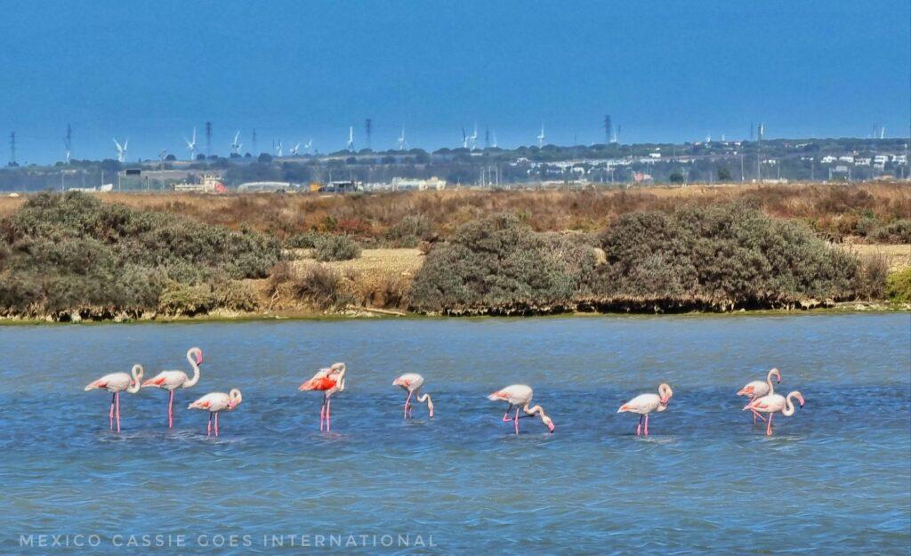 flamingos in water