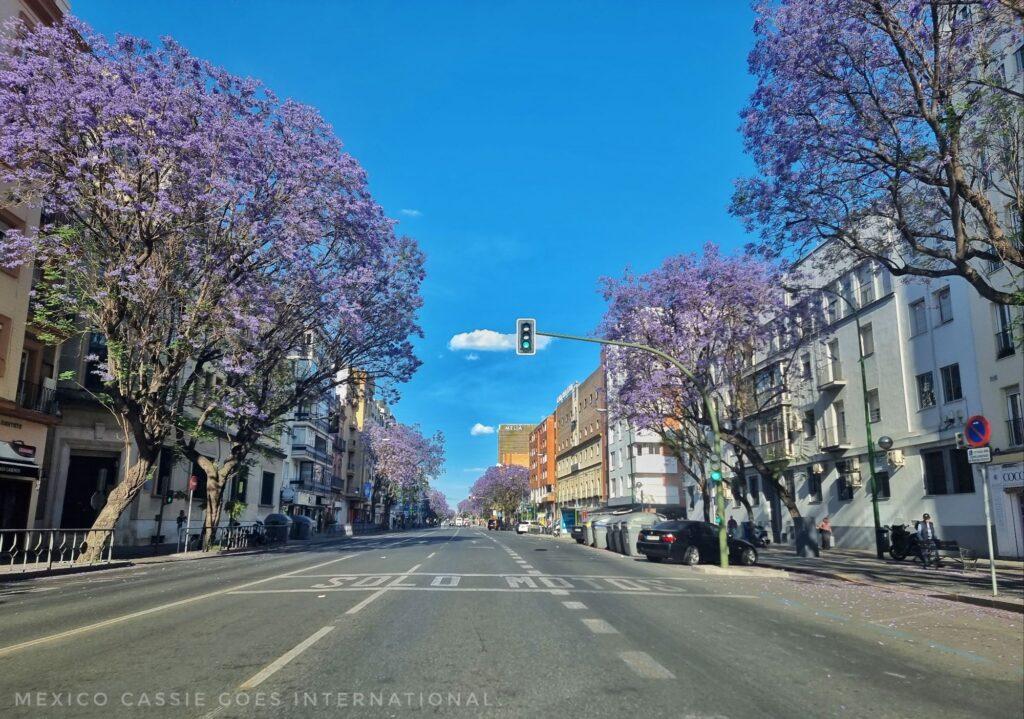 wide empty road in Sevilla, green traffic light ahead and plenty of jacaranda trees in bloom on either side of road