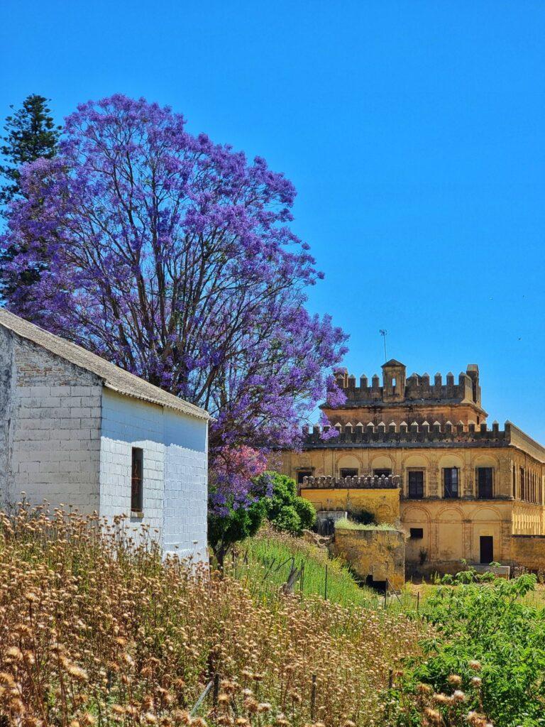 castle in back ground, purple jacaranda in full bloom, white building on left