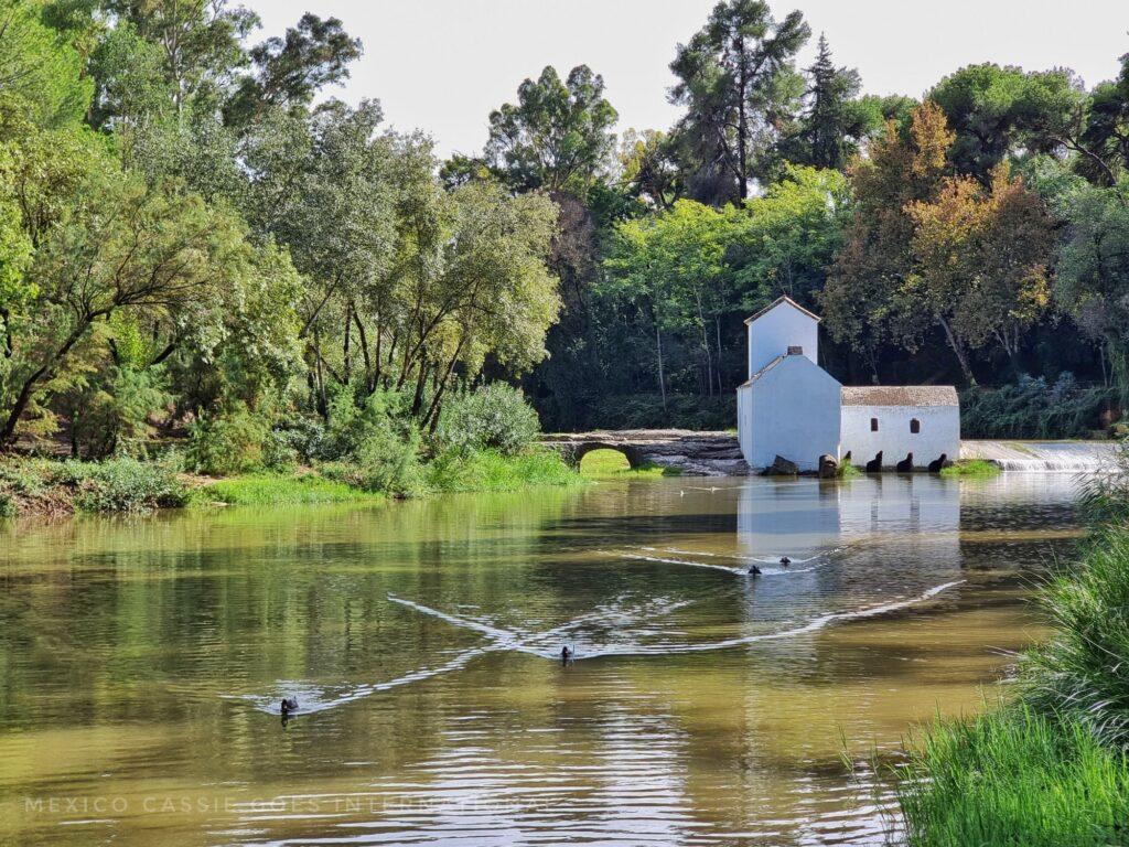 white mill on river, trees around and 2 ducks on water swimming towards photographer