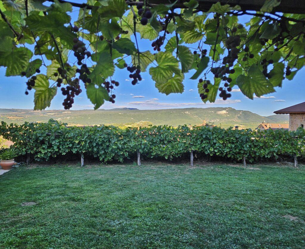 grass, hedge (vines) and more vines at top of photo
