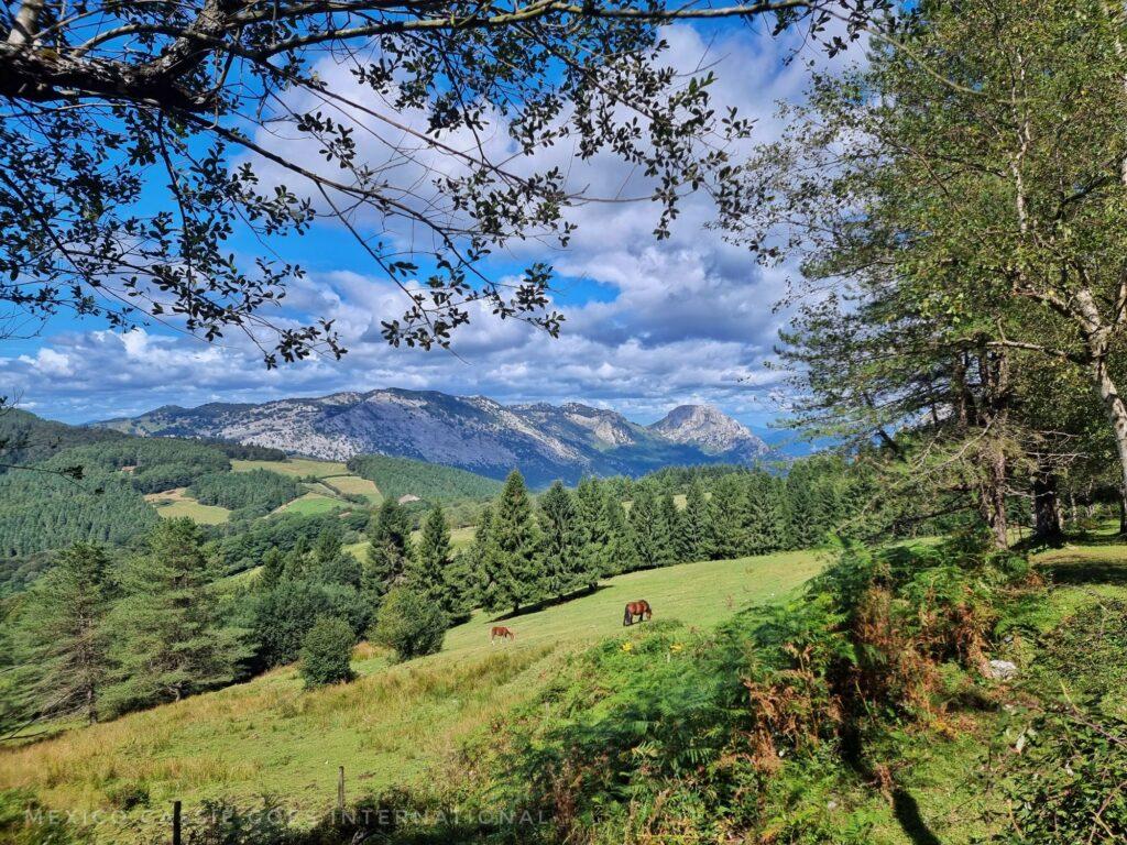 view over fields, green trees, and rolling hills and mountains. horses in near field