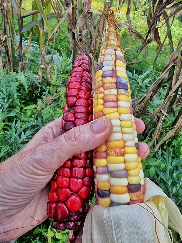 hand holding two ancestral corns - one is totally red and one is a mix of colours