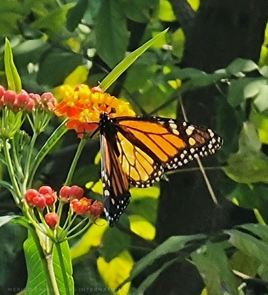 monarch butterfly on an an orange flower 