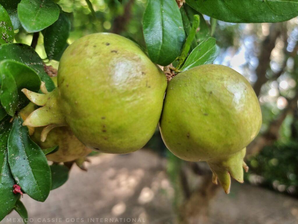 2 unripe pomegranates on a tree