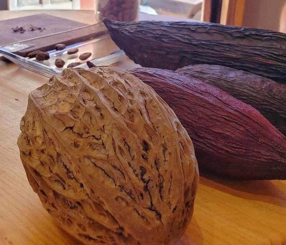 close up of chocolate seed pods