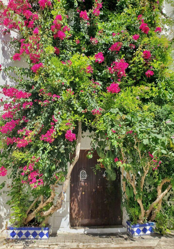 wooden door in white building that is almost entirely obscured by bougenvilia