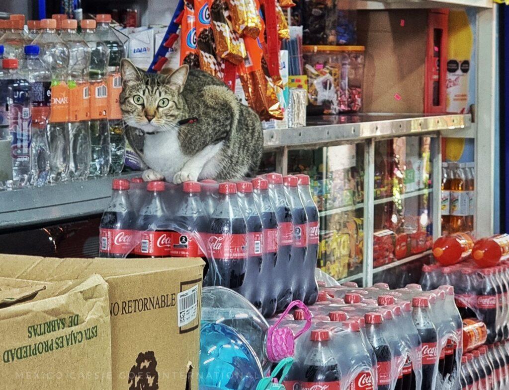 bottles of coke in a shop - tabby cat sitting on top of them