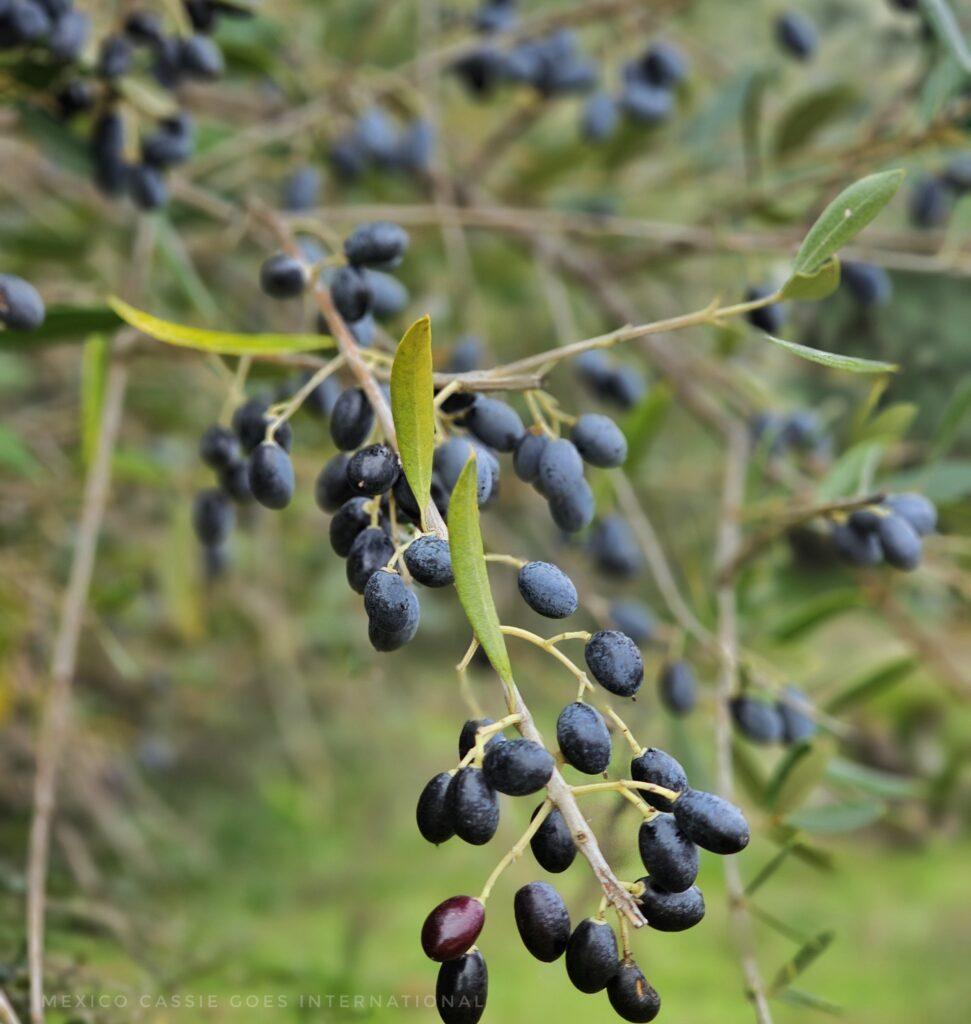 close up of black olives on a branch