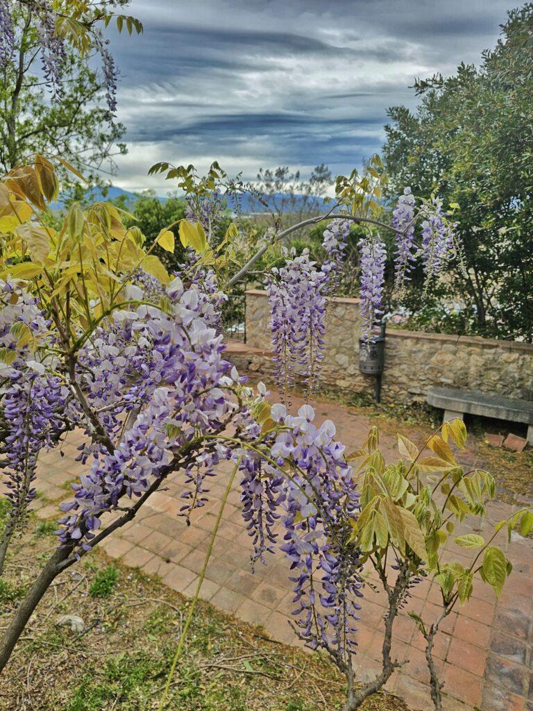 wisteria plant in foreground, purple flowers, walls and plaza behind
