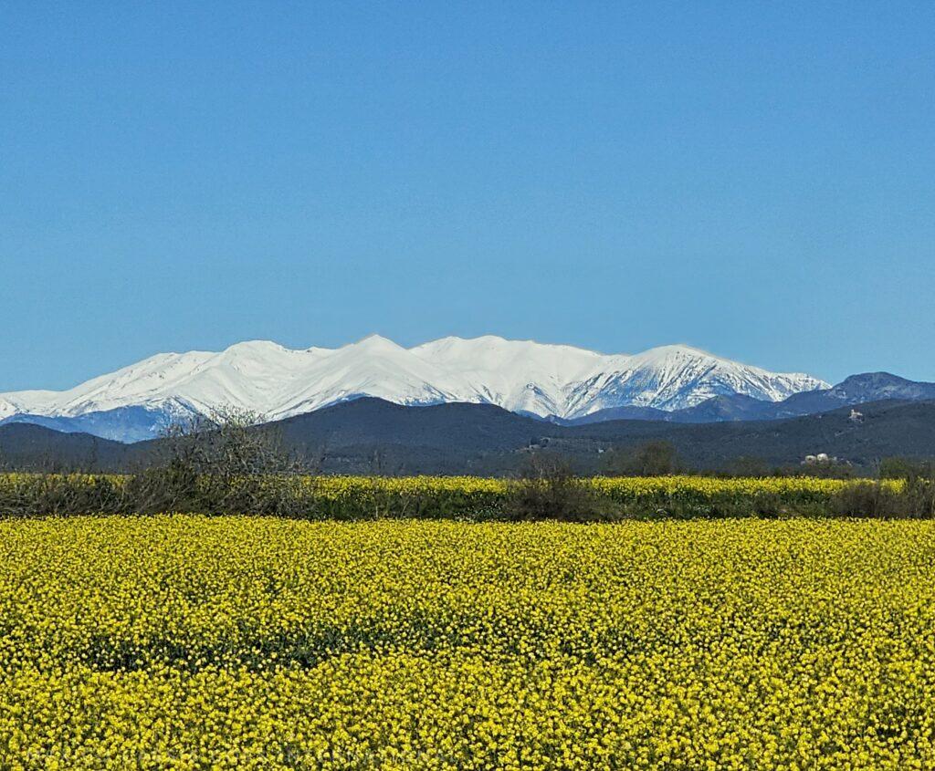 snow covered mountains, fields of yellow flower, blue sky