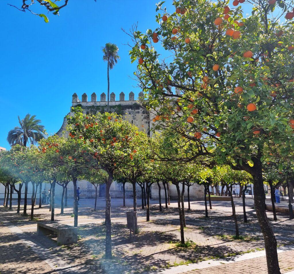 orange trees with oranges in front of the alcazar