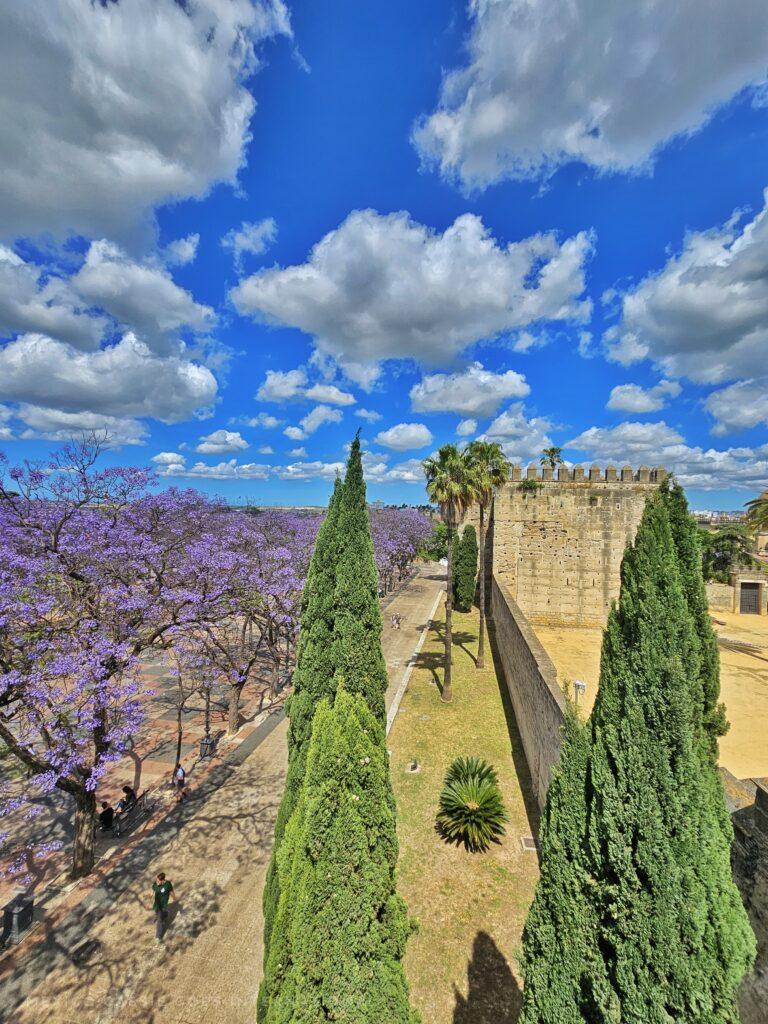 row of jacaranda trees in bloom, green firs in foreground and wall of alcazar stretching in front