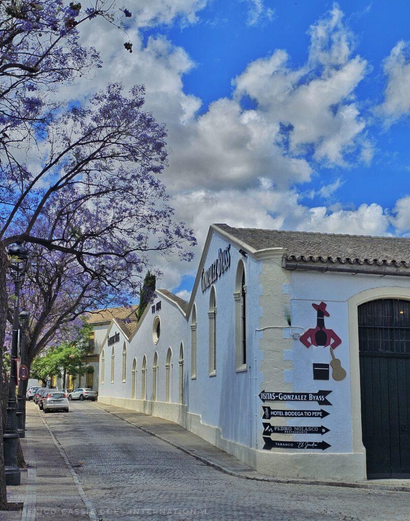 tio pepe painted on a white wall of the bodega, flowering jacaranda next to it