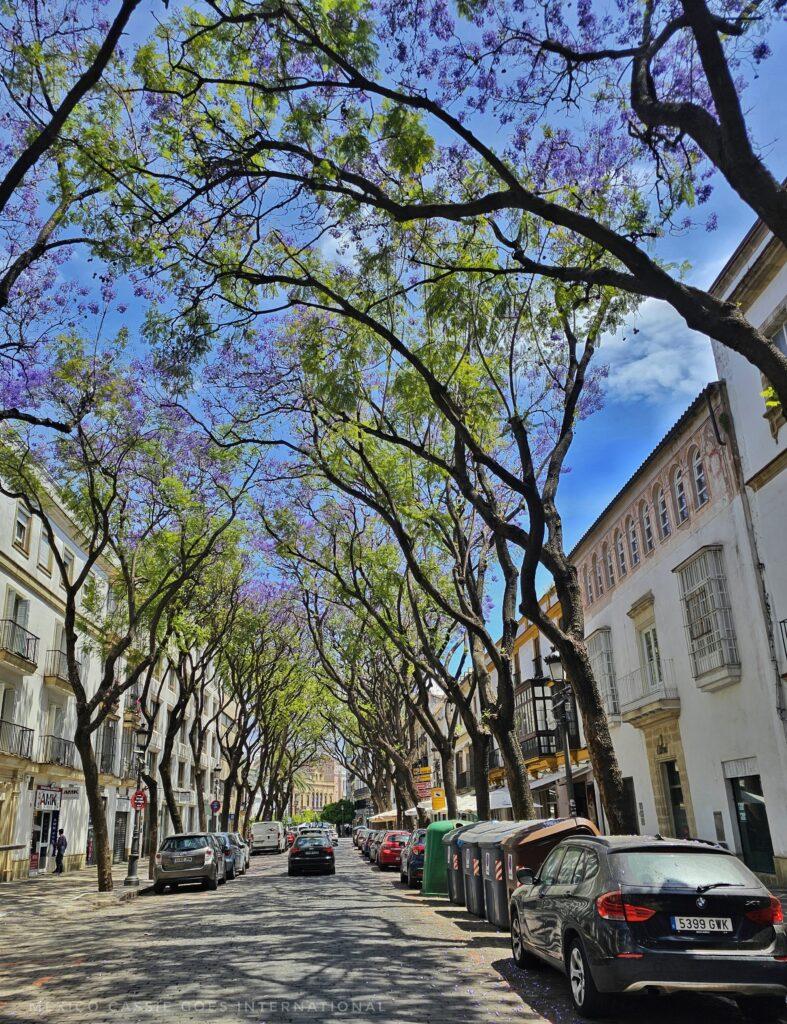 street with jacarandas on either side