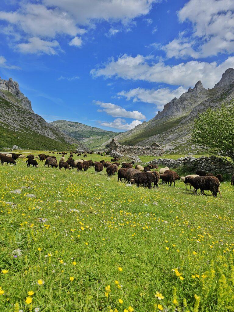 field full of black and brown sheep in a valley, blue skies