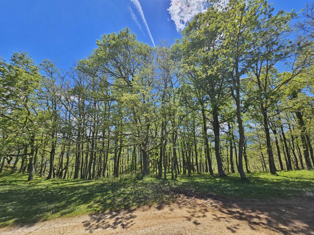 small grove of trees