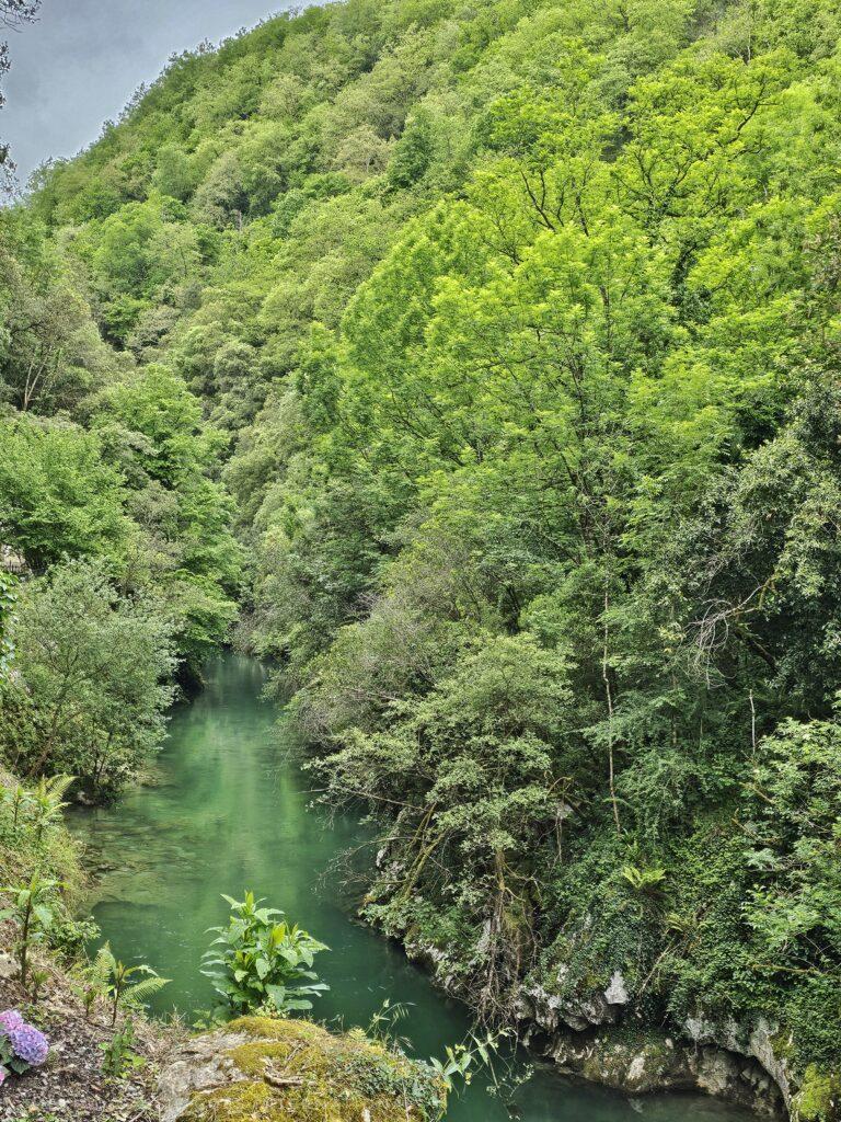 green river surrounded by lush green trees