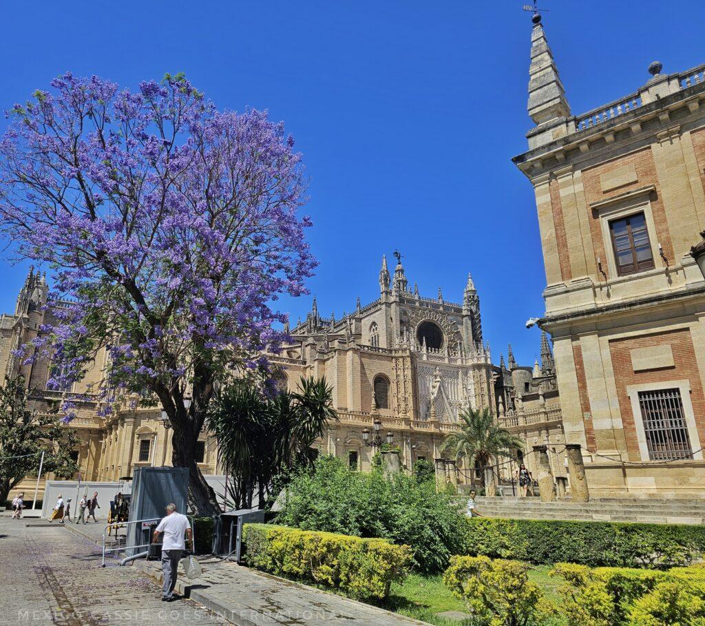 cathedral of sevilla with jacaranda in bloom and edge of archivo de indias visible