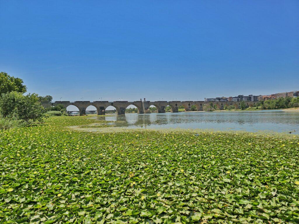 arched bridge over river, green lilies taking up much of the water
